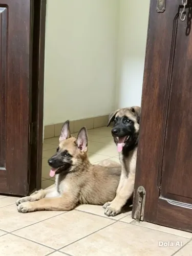 Filhote de Pastor belga Malinois