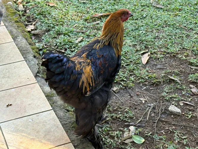 Galo Brahma