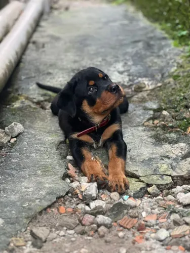 Linda fêmea de rottweiler