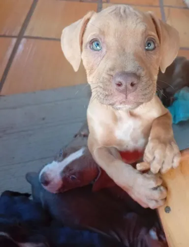 Filhotes Pitbull Monsters puros