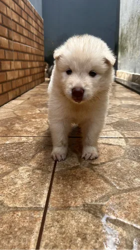 Filhotes Husky