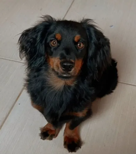 Estou doando Cachorro Salsicha Pelo Longo 