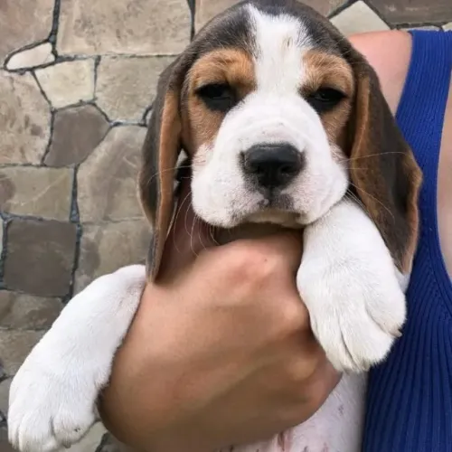 Filhotes de Beagle | Amor leve e verdadeiro.