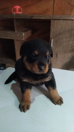 Filhotes Rotweiller 