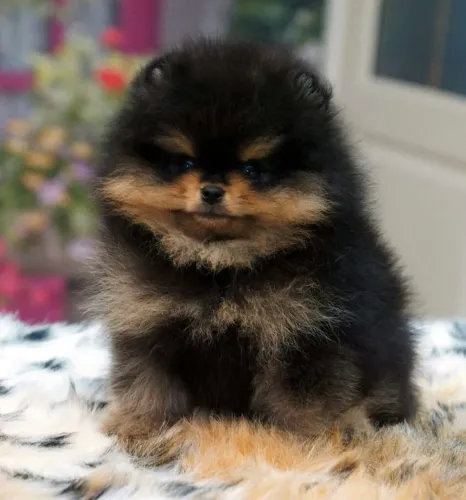 Perfeitinho Lulu da Pomerânia Black Tan Exótico 