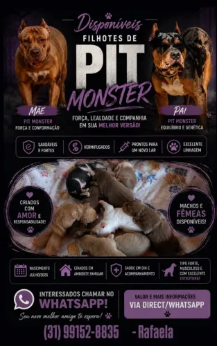 Filhotes de PITMONSTER