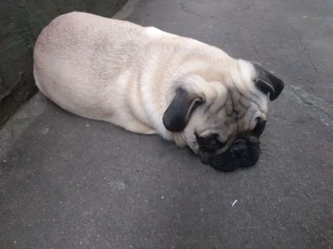 Pug procura namorada 