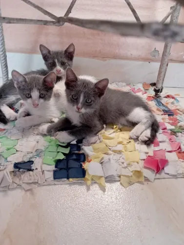Gatinhos pra adoção responsável