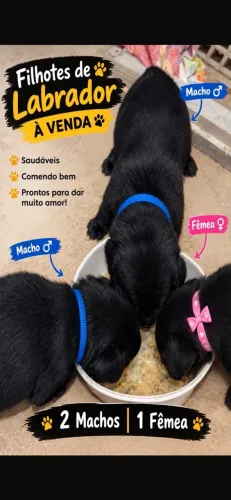 Filhotes de Labrador à Venda