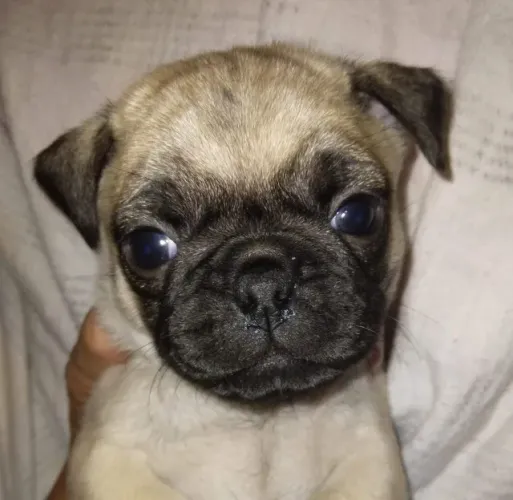 Filhotes de Pug | Filhotes cheios de personalidade