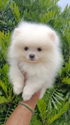 Lulu da Pomerania Mini