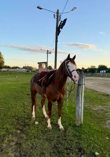 Venda de cobertura de cavalo