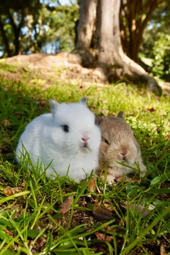 Netherland dwarf filhotes