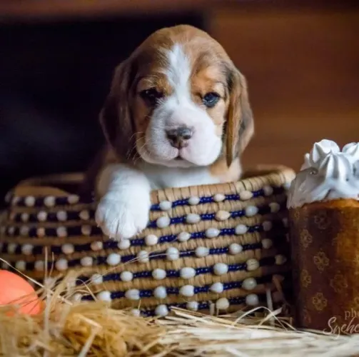 Beagle Lealdade que te escolhe todo dia