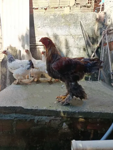 Lote da Raça Brahma