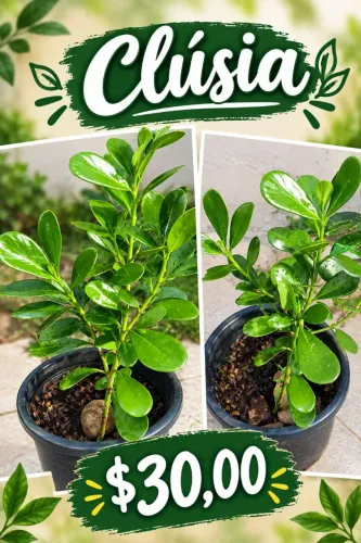 Plantas ornamentais