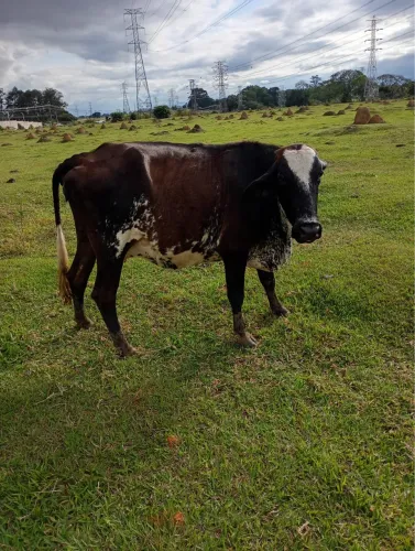 12 vacas disponíveis para criar
