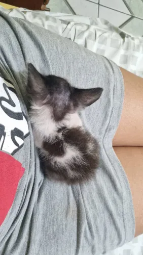 Gato Miudinho mais lindo