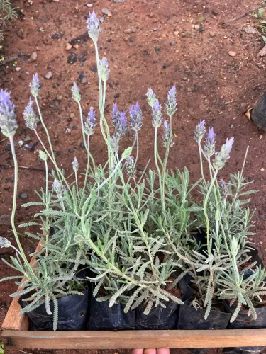 Mudas De Lavanda Bem Cheirosas.