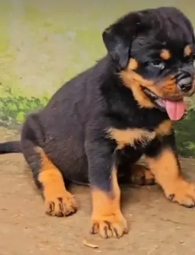 FILHOTES DE ROTTWEILER À VENDA