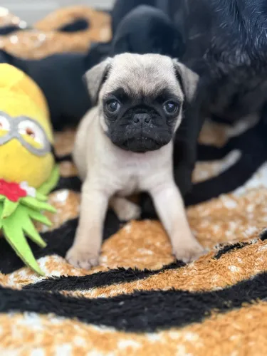 Filhote de pug
