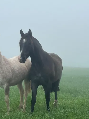 Cavalo Potro mouro 
