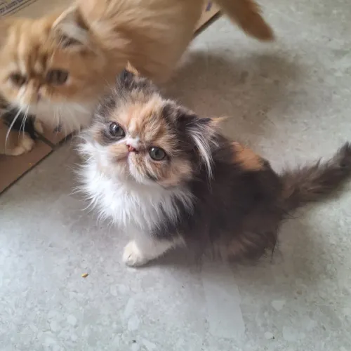 Gato persa pedigree 