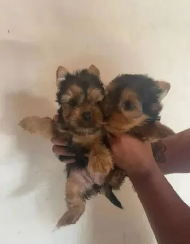 Filhote de Yorkshire o parceiro ideal para quem busca um amigo fiel