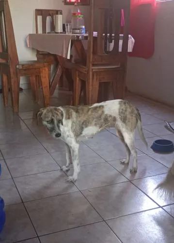 Doando cachorro