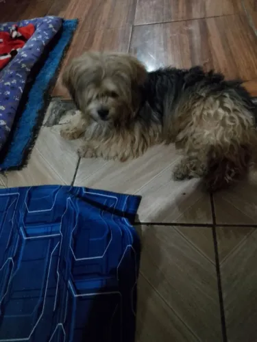 Cachorro