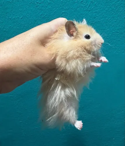 Hamster super peludo angora - macho 