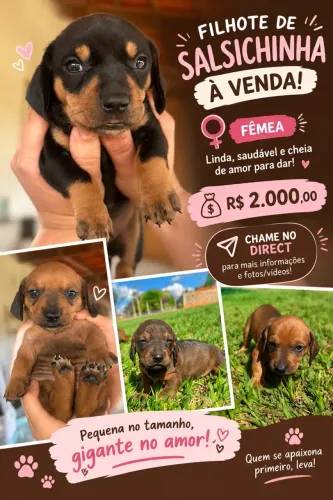 Dachshund/ salsicha
