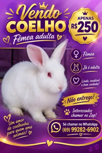 Vendo essa coelha fêmea