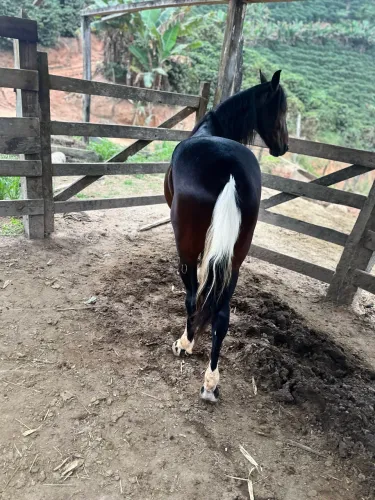 Cavalo, mangalarga marchador