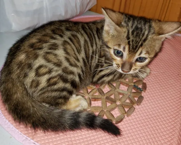 Filhote de gato bengal 