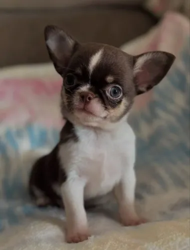 Chihuahua Pêlo Curto Macho - Um Belo Menino.