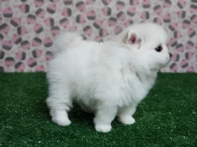 SpitZ alemão Seu novo pet pode começar essa história com você