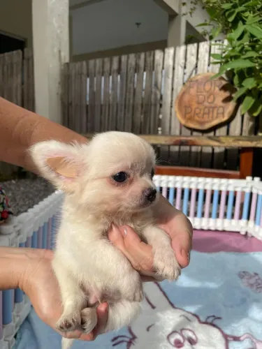 Baby chihuahua 
