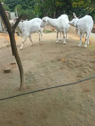 Vendo 2 Cabras prenhas + 1 Bode, todos da raça Saanen