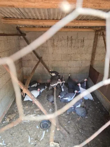 Vende-se Galinha da Angola(galinhola/côcá)