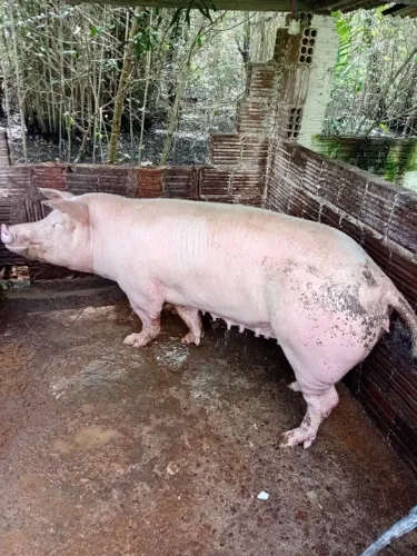 Porca