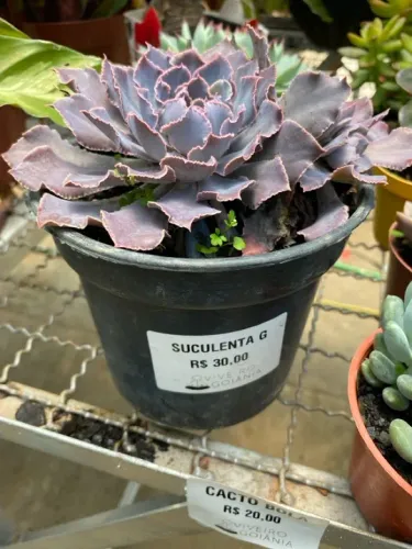 Muda de suculenta g
