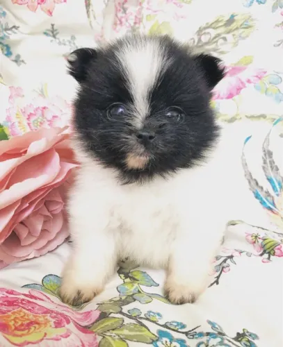 Spitz Alemão mini peludinho e fofo