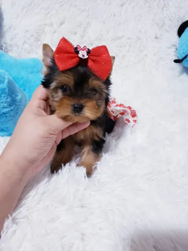 Filhote de Yorkshire Terrier - Uma fofura!