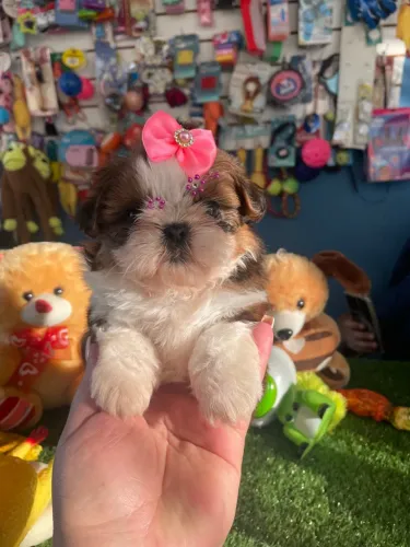 Filhote Shih Tzu fêmea $2.100,00