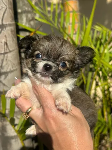 Chihuahua menino pelagem longa Sablê e branco com um olhar apaixonante.!