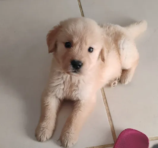 Linda filhote fêmea de Golden Retriever com 55 dias 