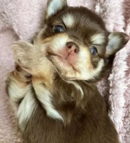 Chihuahua White Filhote - Microchip, GPS e Atendimento Exclusivo!