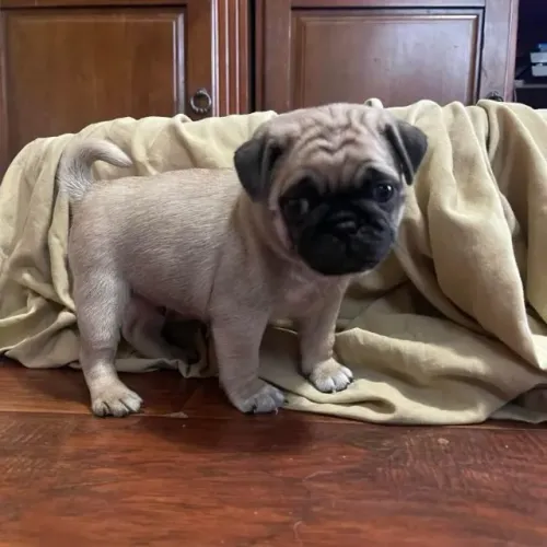 Filhotes de Pug | Felicidade que chega pulando!