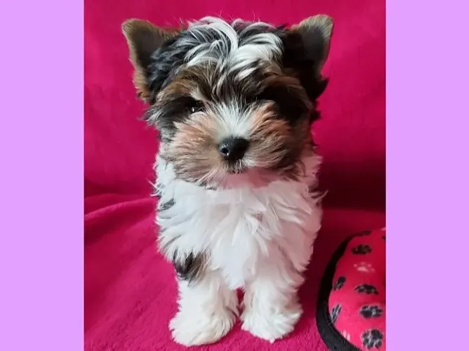 A fofura mais desejada tem nome: Biewer Yorkshire Terrier!